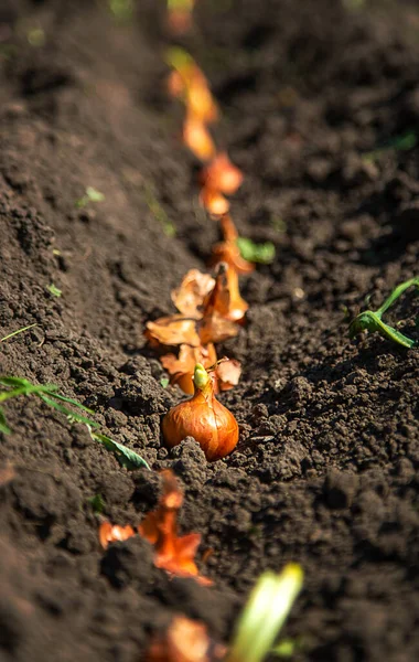 女性農家が庭に玉ねぎを植えている 選択的フォーカス — ストック写真