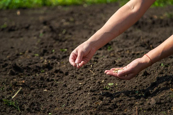 Bir Kadın Çiftçi Bahçede Tohum Ekiyor Seçici Odaklanma Doğa — Stok fotoğraf