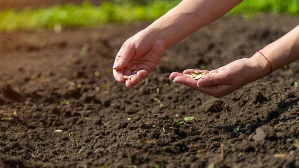 Bir Kadın Çiftçi Bahçede Tohum Ekiyor Seçici Odaklanma Doğa — Stok fotoğraf