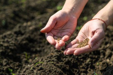 Bir kadın çiftçi bahçede tohum ekiyor. Seçici odaklanma. Doğa.