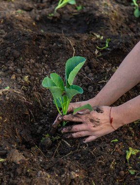 Bir kadın çiftçi bahçesine lahana ekiyor. Seçici odaklanma. Doğa.