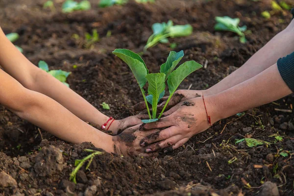 Seorang Petani Wanita Menanam Kubis Kebunnya Fokus Selektif Alam — Stok Foto