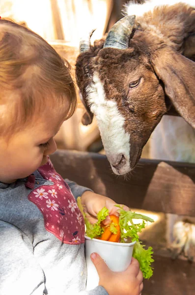 一个孩子在农场里喂山羊 有选择的重点 — 图库照片