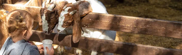 Uma Criança Alimenta Uma Cabra Numa Quinta Foco Seletivo Miúdo — Fotografia de Stock