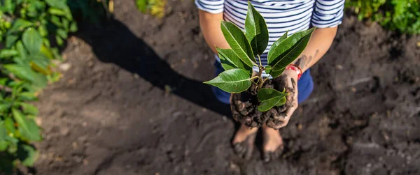 Criança Está Plantando Uma Planta Jardim Foco Seletivo Miúdo — Fotografia de Stock