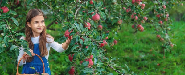 Ett Barn Skördar Äpplen Trädgården Selektivt Fokus Livsmedel — Stockfoto