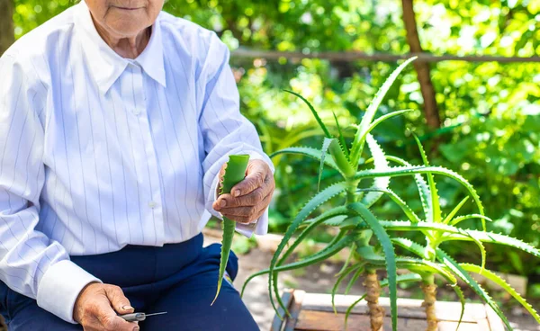 Yaşlı kadın aloe vera suyu ile tedavi edildi. Seçici odaklanma. Doğa.