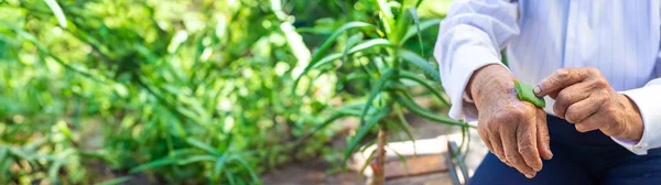Mulher Velha Tratada Com Suco Aloe Vera Foco Seletivo Natureza — Fotografia de Stock