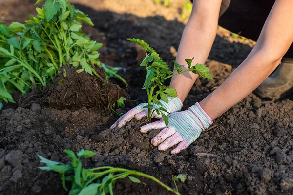 Woman Farmer Planting Seedlings Tomatoes Garden Selective Focus Nature — Stock Photo, Image