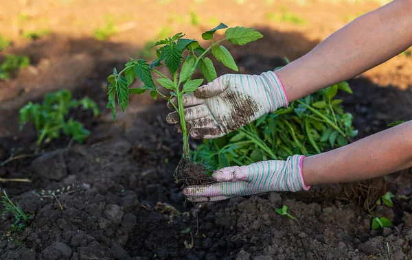 Mulher Agricultora Plantando Mudas Tomate Jardim Foco Seletivo Natureza — Fotografia de Stock