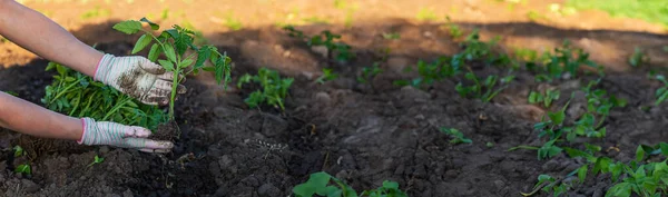 Mulher Agricultora Plantando Mudas Tomate Jardim Foco Seletivo Natureza — Fotografia de Stock