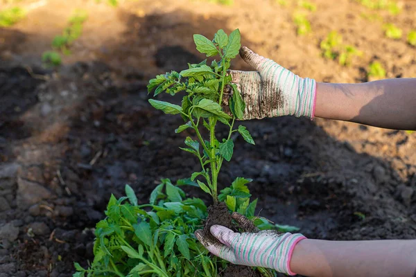 Mujer Agricultora Plantando Plántulas Tomates Jardín Enfoque Selectivo Naturaleza — Foto de Stock
