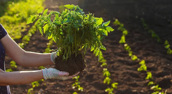 Vrouwelijke Boer Planten Zaailingen Van Tomaten Tuin Selectieve Focus Natuur — Stockfoto