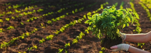 เกษตรกรหญ งปล นมะเข อเทศในสวน อกโฟก ธรรมชาต — ภาพถ่ายสต็อก