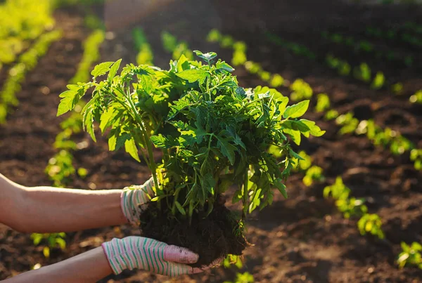 Kadın Çiftçi Bahçeye Domates Tohumu Ekiyor Seçici Odaklanma Doğa — Stok fotoğraf