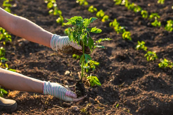 Wanita Petani Menanam Bibit Tomat Kebun Fokus Selektif Alam — Stok Foto