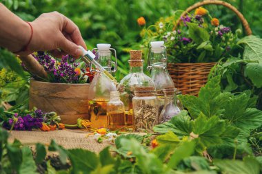 Bitkiler, bitkiler, doğa, alternatif tıp. Seçici odak Doğa