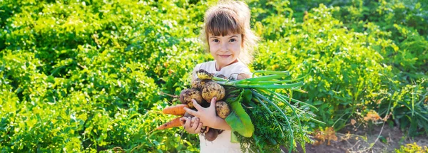 Szerves Házi Zöldségeket Gyermek Kezében Szelektív Összpontosít Természet — Stock Fotó