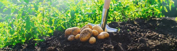 Ekologiczne Domowe Warzywa Zbierają Ziemniaki Wybiórcze Skupienie Charakter — Zdjęcie stockowe