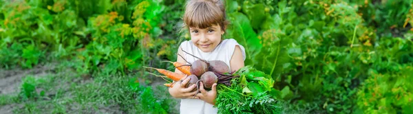 Organic Homemade Vegetables Harvest Carrots Beets Nature — Stock Photo, Image