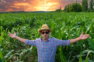 Çiftçi adam mısır tarlasını kontrol ediyor. Seçici odaklanma. Doğa.