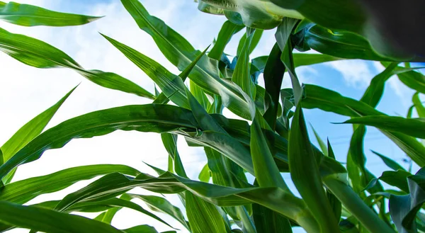 Полевая Кукуруза Растет Поле Выборочный Фокус Природа — стоковое фото