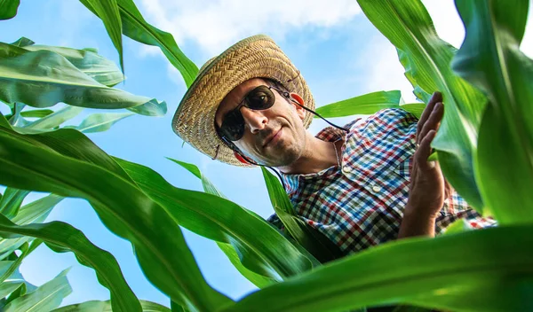 Чоловік Фермер Перевіряє Кукурудзяне Поле Вибірковий Фокус Природа — стокове фото