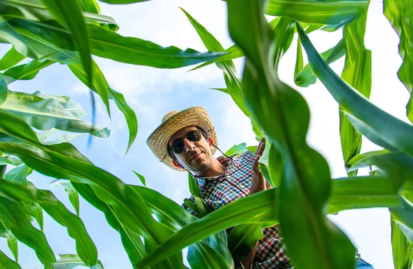 Çiftçi Adam Mısır Tarlasını Kontrol Ediyor Seçici Odaklanma Doğa — Stok fotoğraf
