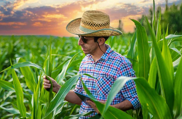 Homem Agricultor Verifica Campo Milho Foco Seletivo Natureza — Fotografia de Stock