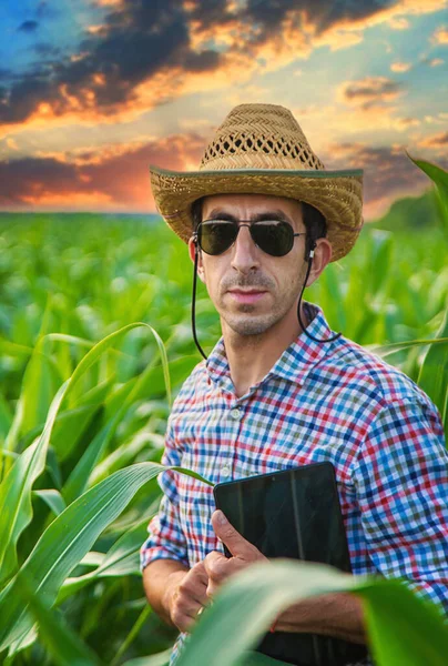 Чоловік Фермер Перевіряє Кукурудзяне Поле Вибірковий Фокус Природа — стокове фото