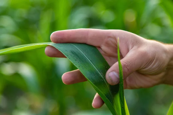 Полевая Кукуруза Оставляет Паразитов Вредителями Выборочный Фокус Природа — стоковое фото