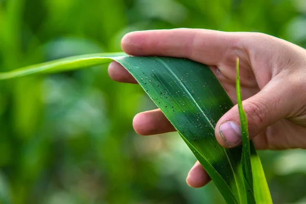 Полевая Кукуруза Оставляет Паразитов Вредителями Выборочный Фокус Природа — стоковое фото