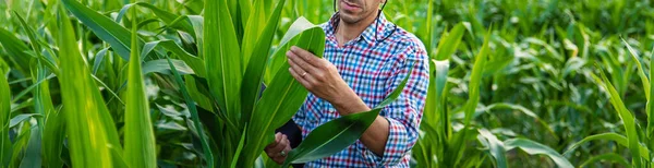 Man Farmer Checks Corn Field Selective Focus Nature — Stock Photo, Image