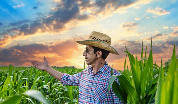 Hombre Agricultor Comprueba Campo Maíz Enfoque Selectivo Naturaleza —  Fotos de Stock