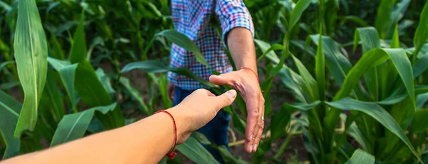 Man Farmer Checks Corn Field Selective Focus Nature — Stock Photo, Image