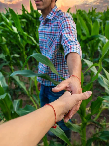 Muž Farmář Kontroluje Kukuřičné Pole Selektivní Soustředění Příroda — Stock fotografie