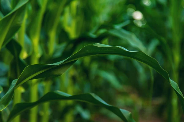 Польова Кукурудза Росте Полі Вибірковий Фокус Природа — стокове фото