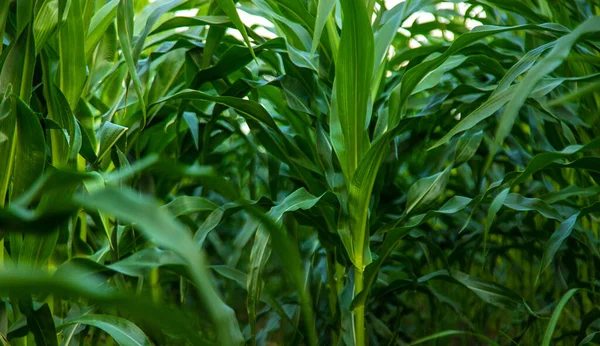 Полевая Кукуруза Растет Поле Выборочный Фокус Природа — стоковое фото