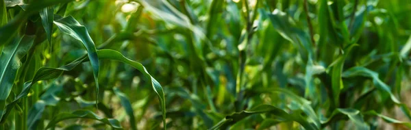 Field Corn Grows Field Selective Focus Nature — Stock Photo, Image