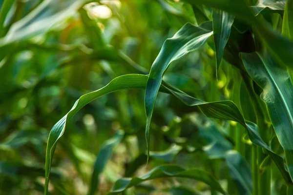 Польова Кукурудза Росте Полі Вибірковий Фокус Природа — стокове фото