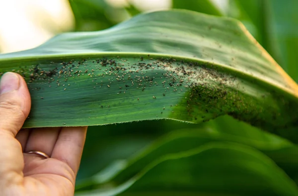 Tarla Yaprak Bitleri Parazit Böcekleri Bırakır Seçici Odaklanma Doğa — Stok fotoğraf
