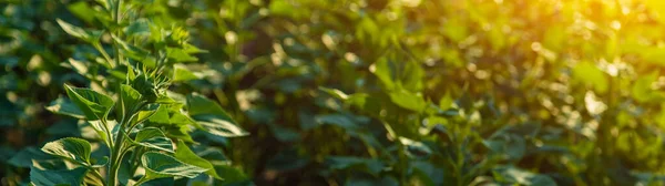 Ayçiçeği Tomurcukları Tarlası Seçici Odaklanma Doğa — Stok fotoğraf