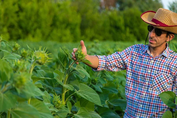 งดอกทานตะว เกษตรกรในท อกโฟก — ภาพถ่ายสต็อก