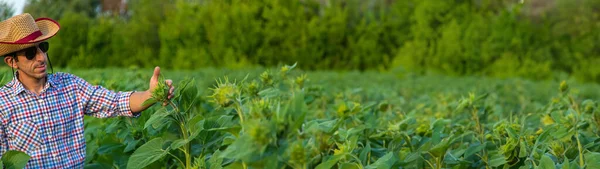 Tarladaki Ayçiçeği Çiftçisi Seçici Odaklanma Nsanlar — Stok fotoğraf