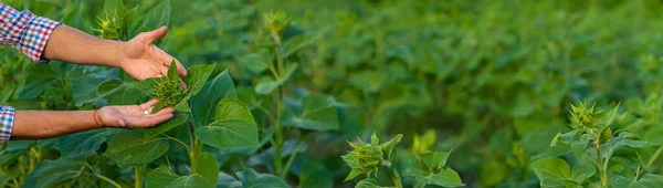 งดอกทานตะว เกษตรกรในท อกโฟก — ภาพถ่ายสต็อก