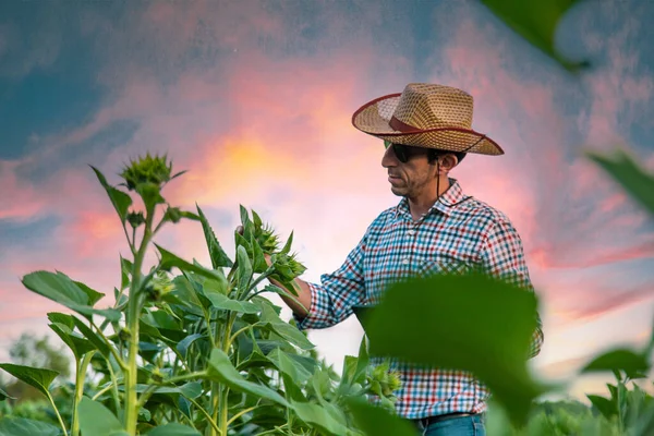 Польовий Фермер Соняшник Полі Вибірковий Фокус Люди — стокове фото