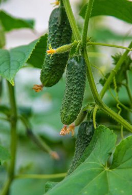 Salatalıklar bir serada yetişir. Seçici odaklanma. Yiyecek..