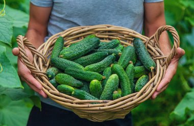 Erkek bir çiftçi bir serada salatalık topluyor. Seçici odaklanma. yiyecek.