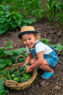 Bir çocuk bahçede salatalık topluyor. Seçici odaklanma. çocuk.