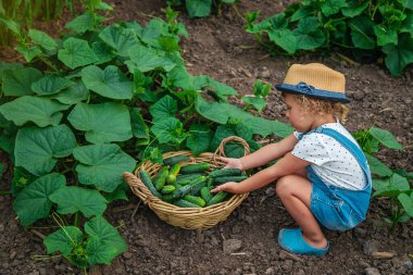 Bir çocuk bahçede salatalık topluyor. Seçici odaklanma. çocuk.